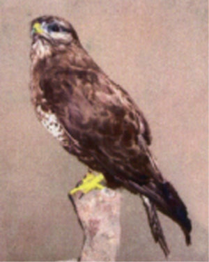 stoppraeparat-maeusebussard
