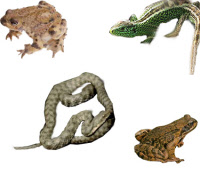 Naturabguss Reptilien und Amphibien