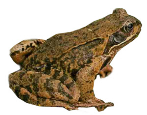 naturabguss-grasfrosch